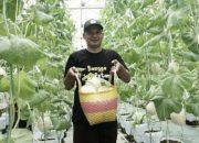 Bertani Melon Hidroponik, Tingkatkan Ekonomi Pertanian Dipelopori Dompet Dhuafa Bersama ROIS OJK