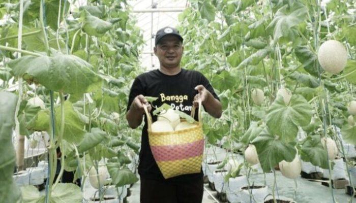 Bertani Melon Hidroponik, Tingkatkan Ekonomi Pertanian Dipelopori Dompet Dhuafa Bersama ROIS OJK