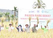 Muhammadiyah Panen Raya Padi Sehat : Ikhtiar Wujudkan Kedaulatan Pangan