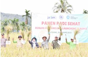 Muhammadiyah Panen Raya Padi Sehat : Ikhtiar Wujudkan Kedaulatan Pangan
