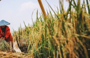 Kebangkitan Ekonomi dan Kedaulatan Pangan