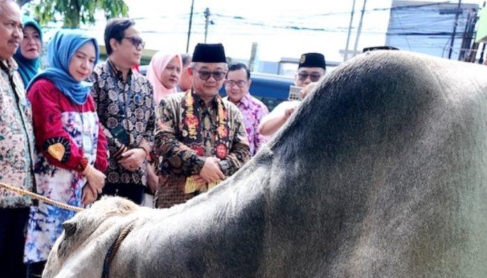 Kemendikdasmen Tebar 108 Hewan Kurban ke Pelosok Negeri