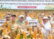 Babe Haikal Apresiasi Panen Jagung PRG : Dukung Ketahanan Pangan dan Penguatan Ekosistem Halal Nasional