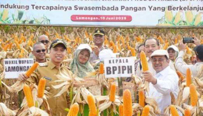 Babe Haikal Apresiasi Panen Jagung PRG : Dukung Ketahanan Pangan dan Penguatan Ekosistem Halal Nasional