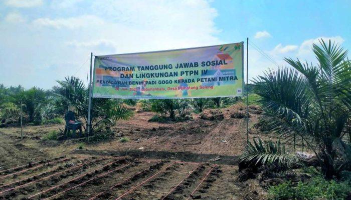 Ribuan Hektare Lahan Petani di Sumatera Utara Dapat Bantuan 22 Ton Lebih Benih Padi Gogo dari PTPN IV Palmco
