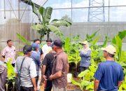 Universitas Muhammadiyah Purwokerto (UMP) Pemberdayaan Masyarakat Melalui Agribisnis Pisang Cavendish
