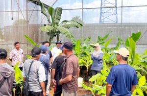 Universitas Muhammadiyah Purwokerto (UMP) Pemberdayaan Masyarakat Melalui Agribisnis Pisang Cavendish