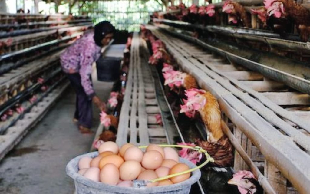 Soal Rencana Pemerintah Lakukan Pembangunan Peternakan Ayam dan MBG
