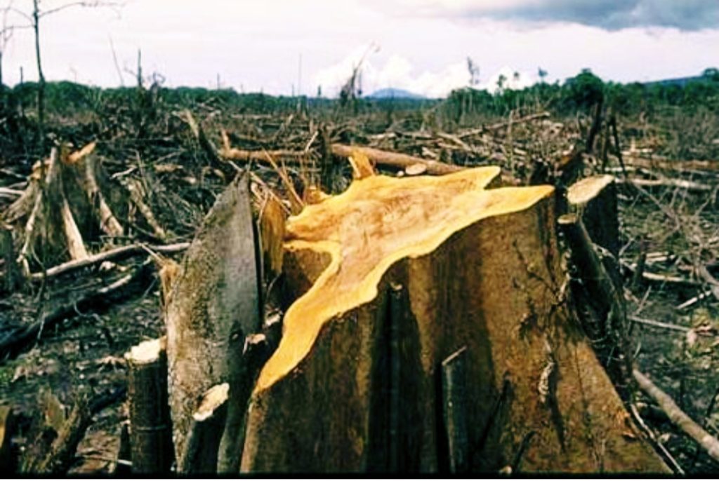 Penyebab Bencana di Sumatera ada Kaitannya dengan Hutan Gundul dan Perkebunan Kelapa Sawit