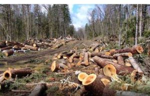 Pembalakan Liar dan Berizin Sama-sama Berpotensi Merusak Lingkungan dan Akibatkan Bencana