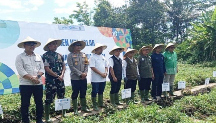 Panen Ubi Jalar di Kuningan, Abdul Mu’ti Tegaskan Pentingnya Regenerasi Petani