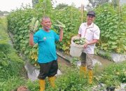 Perkuat Ekonomi Umat, Lazismu Santuni Anak Yatim dan Petani Timun Jawa di Sleman