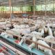 The Hidden Defects: Cacat Hewan yang Bikin Qurban Kamu Jadi “Daging Biasa”